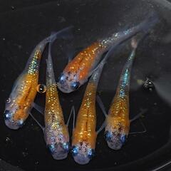完売🙇🐟️サファイア三色ラメ✨️  5匹セット🉐　キレイです✨️№6 の画像