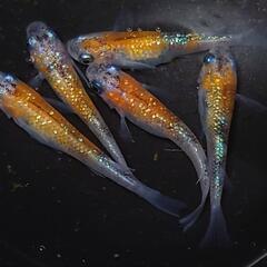 完売🙇🐟️サファイア三色ラメ✨️  5匹セット🉐　キレイです✨️№6 の画像