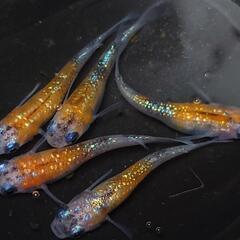 完売🙇🐟️サファイア三色ラメ✨️  5匹セット🉐　キレイです✨️№6 の画像