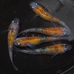 完売🙇🐟️サファイア三色ラメ✨️  5匹セット🉐　キレイです✨️№6 の画像