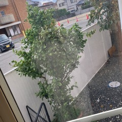 金柑の木　【受付停止中】