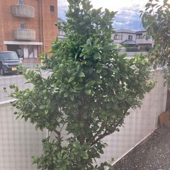 金柑の木　【受付停止中】の画像