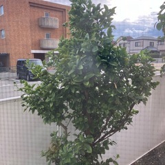 金柑の木　【受付停止中】の画像