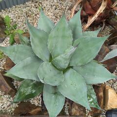 アガベ オバティフォリア大株