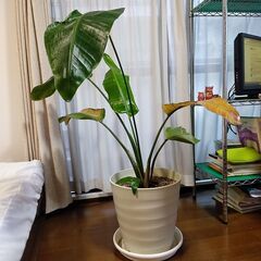 観葉植物　オーガスタ　白鉢#2　
