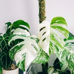 斑入モンステラ  鉢植え、カット苗  ホワイトタイガー等