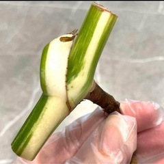 斑入モンステラ  鉢植え、カット苗  ホワイトタイガー等 - 仙台市