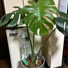 斑入モンステラ  鉢植え、カット苗  ホワイトタイガー等 - 買いたい/ください