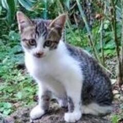 1ヶ月半くらいの子猫
