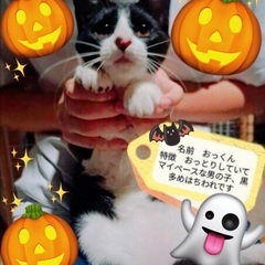 子猫祭り‼️10月20日(日)すみれペットクリニック様にて『立川...