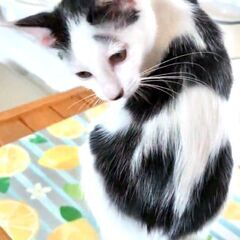 ●笑える眉毛●食いしん坊でマイペース●