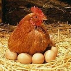 養鶏農家を一緒に経営しませんか？