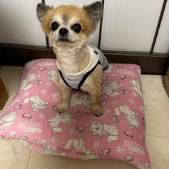 チワワ　7歳