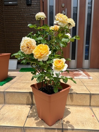 希少　DAローズ　ベアトリス