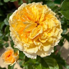 希少 DAローズ ベアトリス