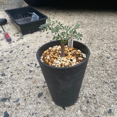 多肉植物　塊根植物　オペルクリカリア　パキプス③の画像