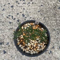 多肉植物　塊根植物　オペルクリカリア　パキプス③の画像
