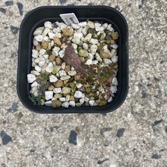 多肉植物　塊根植物　オペルクリカリア　パキプス④の画像