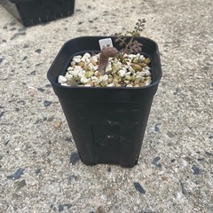 多肉植物　塊根植物　オペルクリカリア　パキプス④の画像