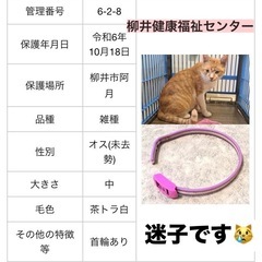 10/18柳井市阿月で迷子猫
