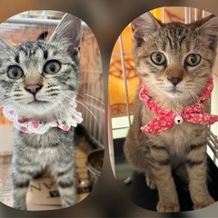 ゴロゴロ🧡キジトラシスターズ💕もみじちゃんかえでちゃん正式譲渡決定