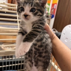 生後2ヶ月の男の子 レオくん トライアル決まりました