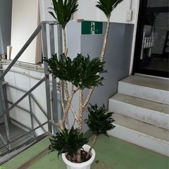 観葉植物　ドラセナコンパクタ