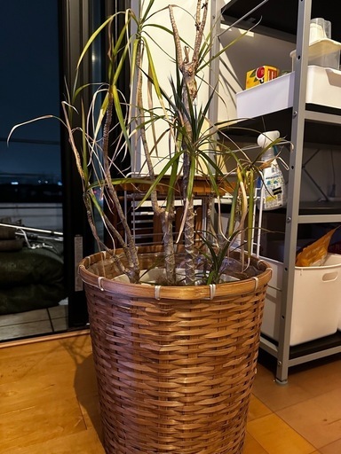 大きめ100cm観葉植物
