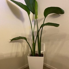 オーガスタ　観葉植物　