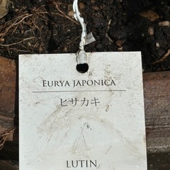 値下げしました‼️無料ヒサカキの画像