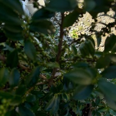 値下げしました‼️無料ヒサカキの画像