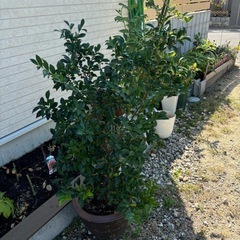 値下げしました‼️無料ヒサカキの画像