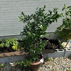 値下げしました‼️無料ヒサカキの画像