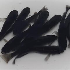 完売🙇🐟️オロチ　🉐お得１０匹🉐　№3　