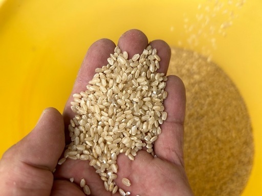 取引停止中　新米あきろまん30kg 　ほぼほぼほぼ農薬使ってません