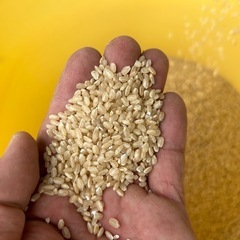 取引停止中　新米あきろまん30kg 　ほぼほぼほぼ農薬使ってません