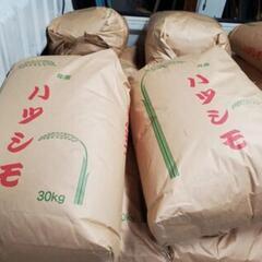 令和6年度産　新米☆ハツシモ　玄米30kg