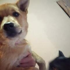 子犬ちゃんズ全員譲渡先決まりました - 上川郡