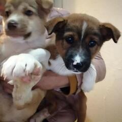 子犬ちゃんズ全員譲渡先決まりました