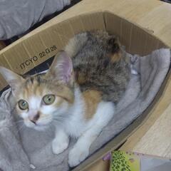 三毛猫子猫