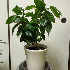 コーヒーの木　４本仕立て
