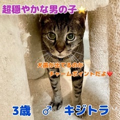 超穏やかな男の子⭐️お見合いOKです‼️