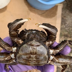 山形県一級河川の赤川産の天然のモクズガニを生きたまま販売しており...