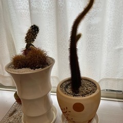 生活雑貨 家庭用品 ガーデニング