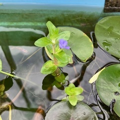 ウォーターバコパ　メダカビオトープにおすすめの水草です。　Part2