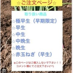 玉ねぎの苗　１本6円