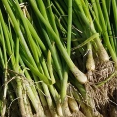 玉ねぎの苗　１本6円の画像