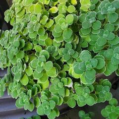 多肉植物