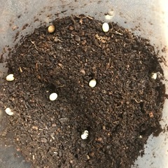 ヘラクレスオオカブトの卵5個セット