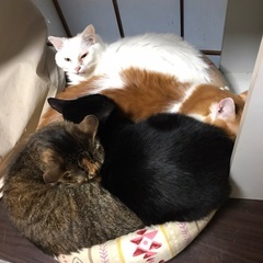 保護猫の支援をお願い致します
